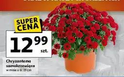 Auchan Chryzantema samokrzewiąca śr 19 cm oferta