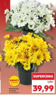 Kaufland Kompozycja w donicy 48 margaretek oferta