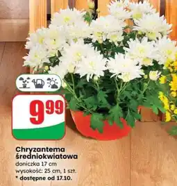 Dino Chryzantema średniokwiatowa oferta