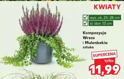 Kaufland Kompozycja Wrzos i Mulenbekia sztuka oferta