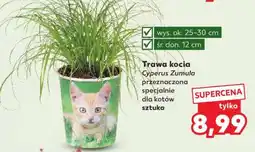 Kaufland Trawa kocia oferta