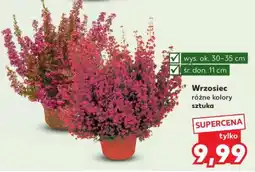 Kaufland Wrzosiec oferta
