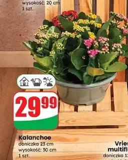 Dino Kalanchoe 23 cm oferta