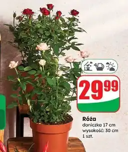 Dino Róża don. 17 cm oferta