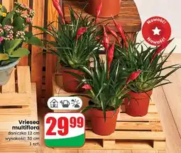 Dino Vriesea mix w don. 12 cm oferta
