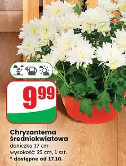 Dino Chryzantema średniokwiatowa w doniczce 17 cm oferta