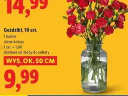 Lidl Gożdzik 50 cm oferta