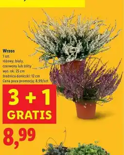 Lidl Wrzos żółty 12 cm oferta