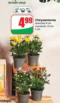 Dino Chryzantema 12 cm oferta