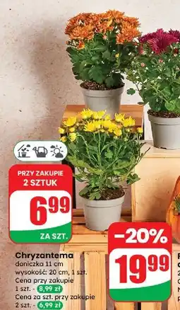 Dino Chryzantema 20 cm oferta