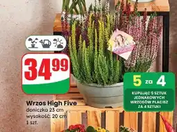 Dino Wrzos high five oferta