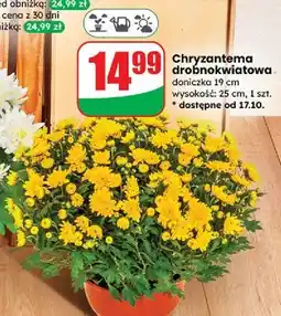 Dino Chryzantema drobnokwiatowa śr. 19 cm oferta