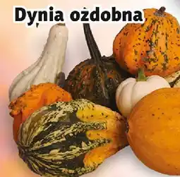 Prim Market Dynia ozdobna Prim Market oferta
