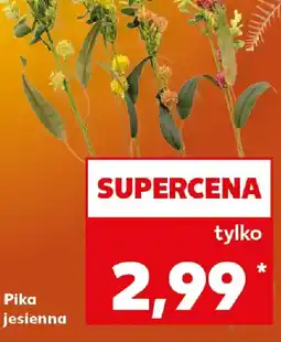 Kaufland Pika jesienna oferta