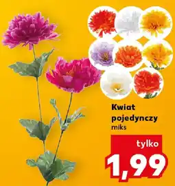 Kaufland Kwiat pojedynczy oferta