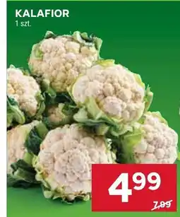 Stokrotka Kalafior Stokrotka oferta