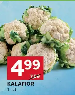 Stokrotka Kalafior Stokrotka oferta