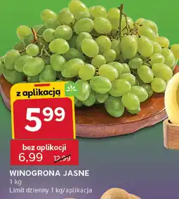 Stokrotka Winogrona jasne Stokrotka oferta