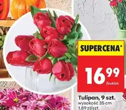 Biedronka Tulipan, 9 szt oferta