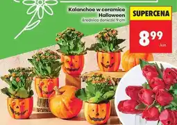 Biedronka Kalanchoe w ceramice Halloween oferta