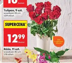 Biedronka Róża 11 szt oferta
