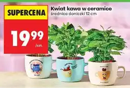 Biedronka Kwiat kawa w ceramice oferta