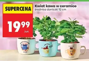 Biedronka Kwiat kawa w ceramice oferta