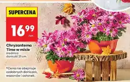 Biedronka Chryzantema Time w misie oferta