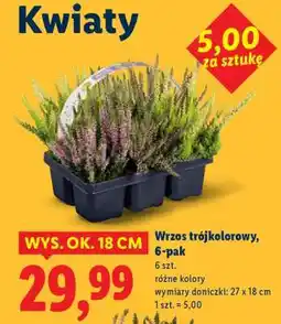 Lidl Wrzos trójkolorowy, 6-pak oferta