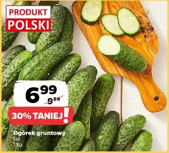Ogórek gruntowy