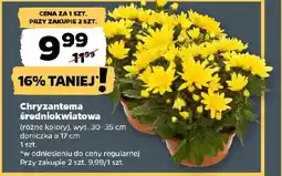 Netto Chryzantema średniokwiatowa oferta