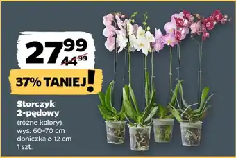 Netto Storczyk 2-pędowy oferta