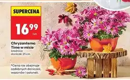 Biedronka Chryzantema time śr. don. 21 cm oferta