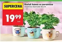 Biedronka Kwiat kawa w ceramice 12 cm oferta