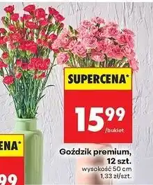 Biedronka Goździki premium 50 cm oferta