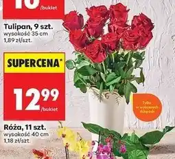 Biedronka Róża 40 cm oferta