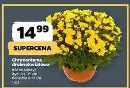 Netto Chryzantema drobnokwiatowa w donicy oferta