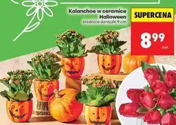 Biedronka Kalanchoe w ceramice dynia oferta