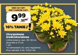 Netto Chryzantema średniokwiatowa 17 cm oferta