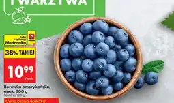 Biedronka Borówka amerykańska Biedronka oferta