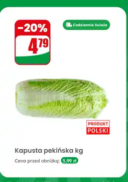 Dino Kapusta pekińska Dino oferta