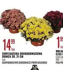 E.Leclerc Chryzantema drobnokwiatowa 21 cm oferta