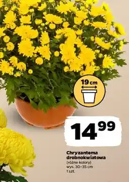 Netto Chryzantema drobnokwiatowa 19 cm oferta