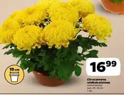 Netto Chryzantema wielkokwiatowa 19 cm oferta
