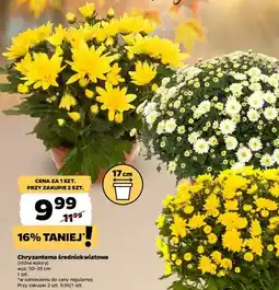 Netto Chryzantema średniokwiatowa 17 cm oferta