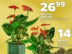 Netto Anthurium royal red oferta