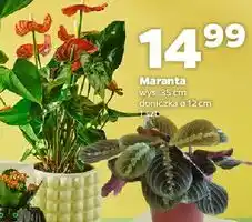 Netto Maranta 12 cm Gardenline oferta