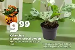 Netto Kalanchoe mini w doniczce halloween śr. 6 cm oferta