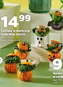 Netto Callisia w doniczce halloween 6 cm oferta