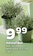 Netto Kalocefalus don. 10.5 cm oferta